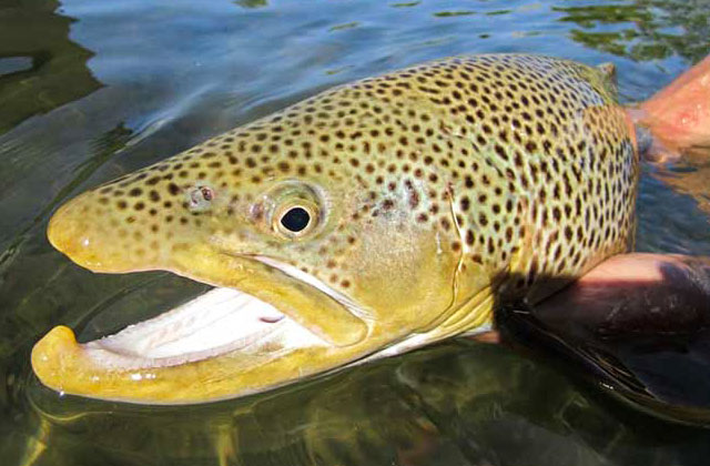 Clark Fork Brown Trout